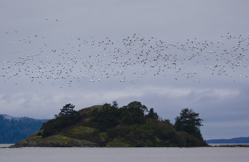 Snow Geese In Flight